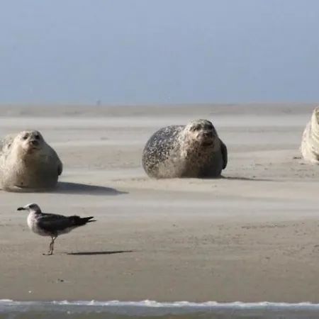 Baie De Somme